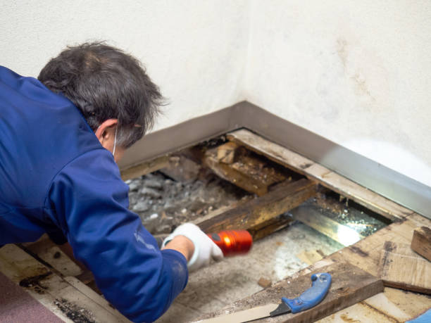 Best Affordable Mold Removal  in Deville, AL
