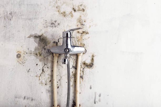 Best Black Mold Removal  in Deville, AL