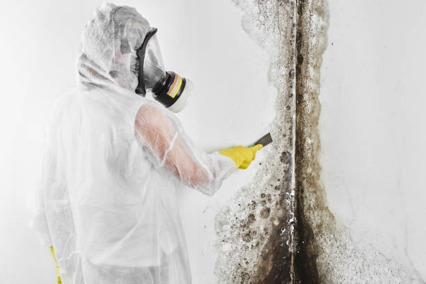 Home Mold Removal in Daleville, AL