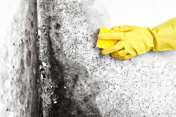 Best Crawl Space Mold Removal  in Deville, AL
