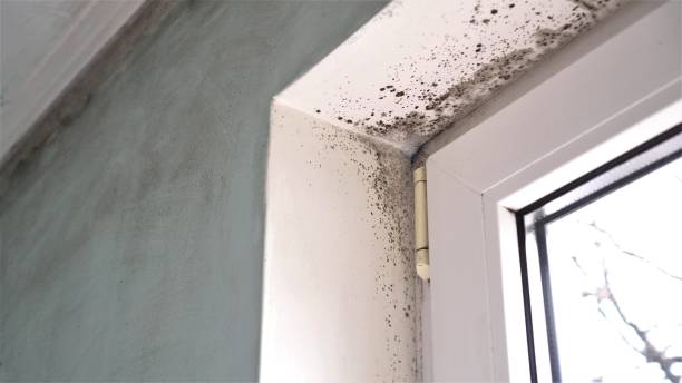 Professional Mold Removal in Daleville, AL
