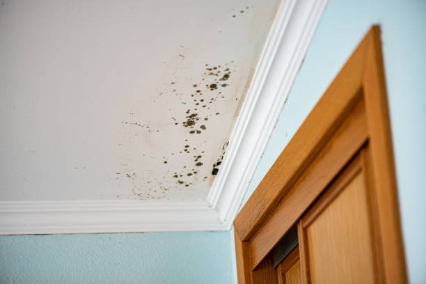 Best Best Mold Removal Companies  in Deville, AL