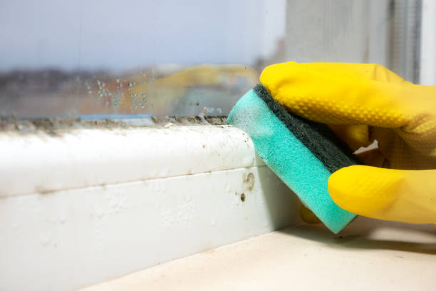 Best Residential Mold Removal  in Deville, AL