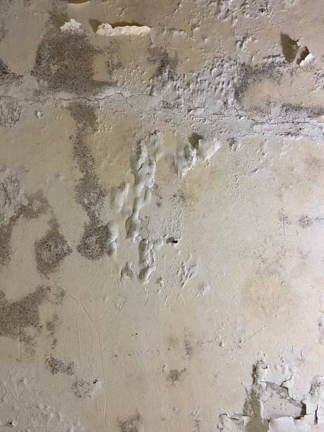 Best Mold Testing  in Deville, AL
