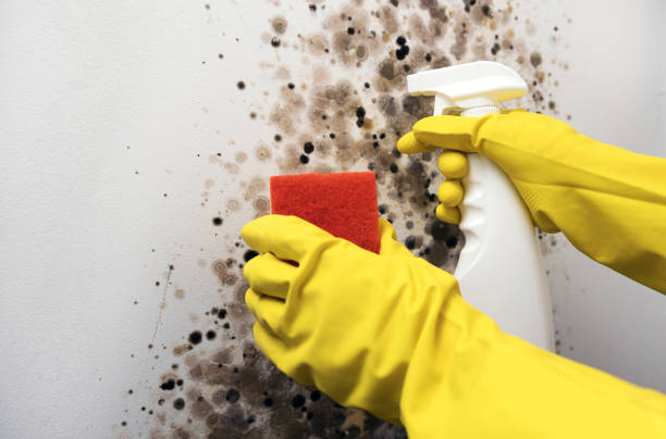 Best Mold Removal Company Near Me  in Deville, AL
