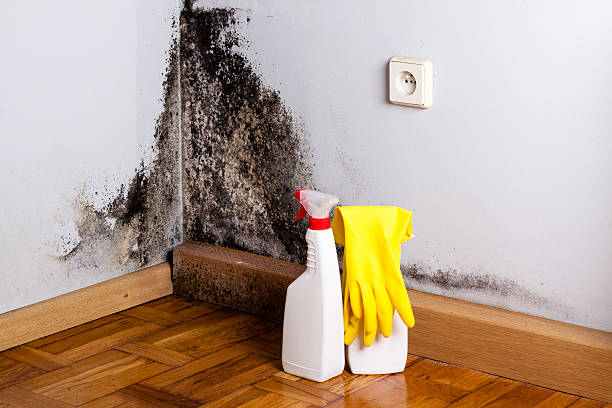 Best Crawl Space Mold Removal  in Deville, AL