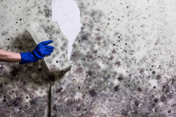 Best Mold Remediation  in Deville, AL
