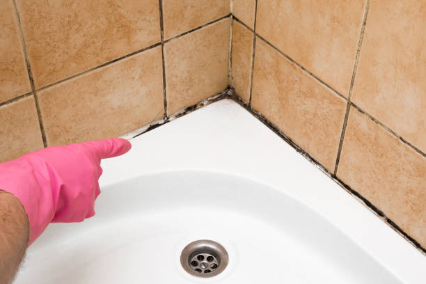 Crawl Space Mold Removal in Daleville, AL